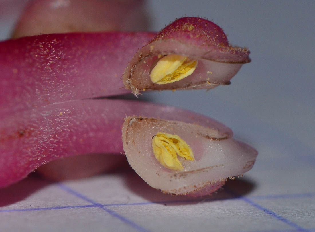 Image of Grevillea longistyla specimen.