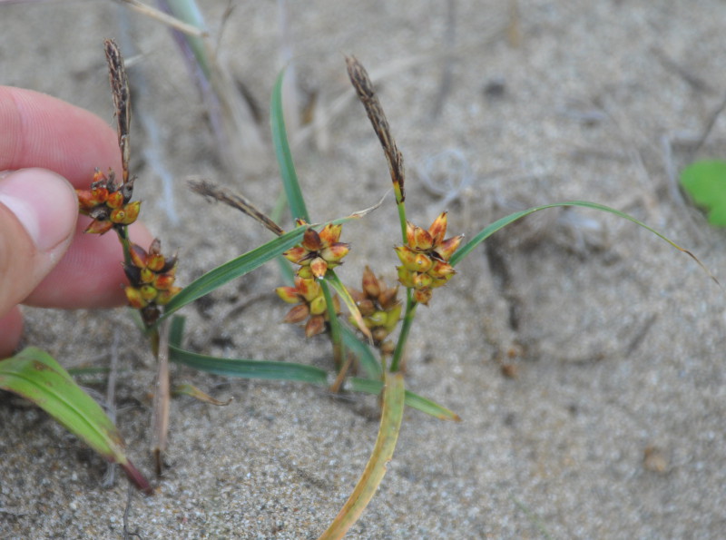 Image of Carex pumila specimen.