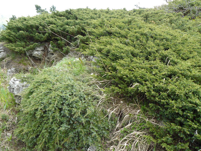 Image of Juniperus hemisphaerica specimen.