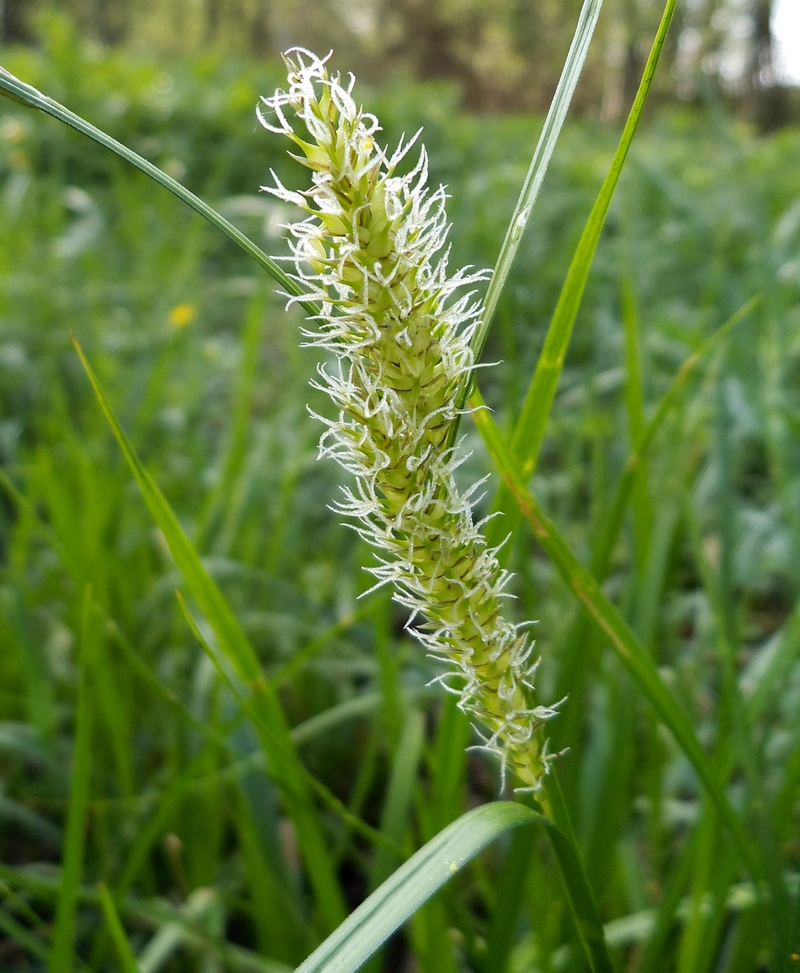 Image of Carex vesicaria specimen.