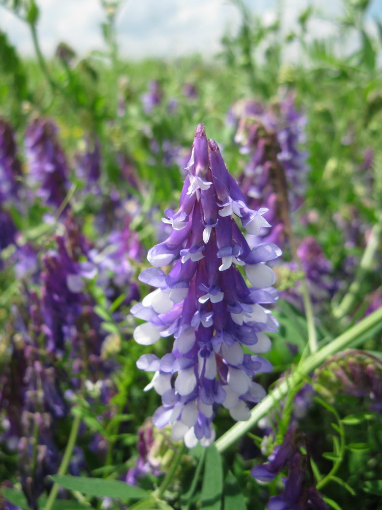 Image of Vicia villosa specimen.