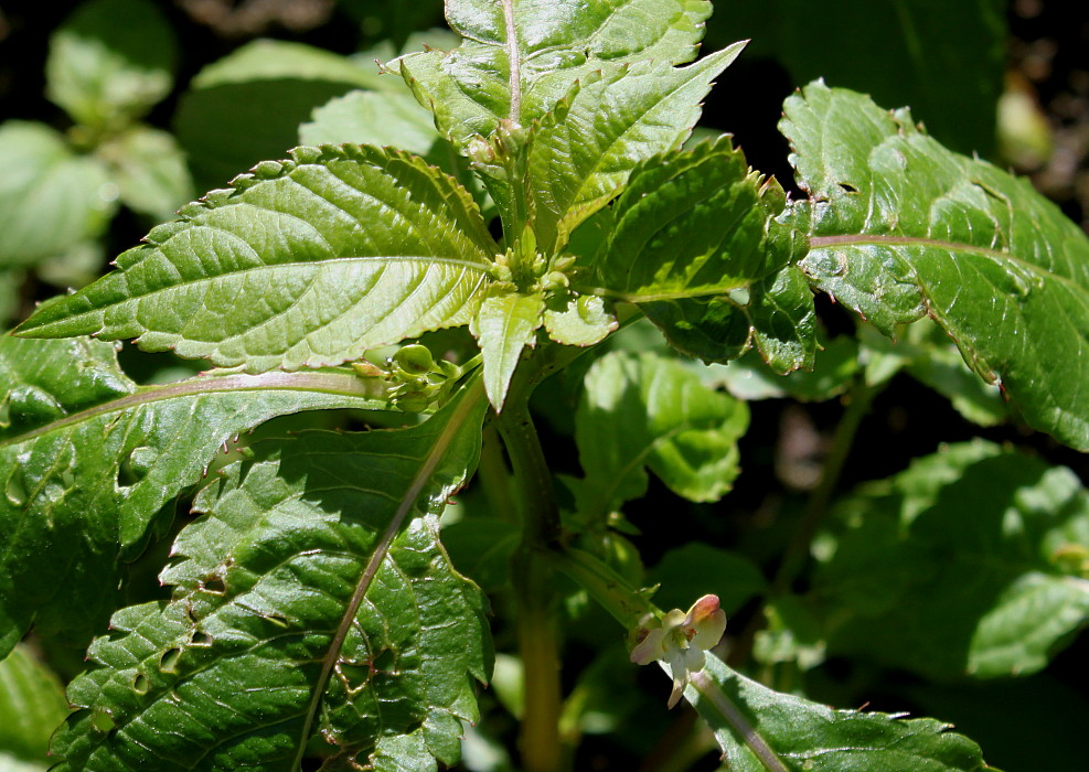 Image of Impatiens parviflora specimen.