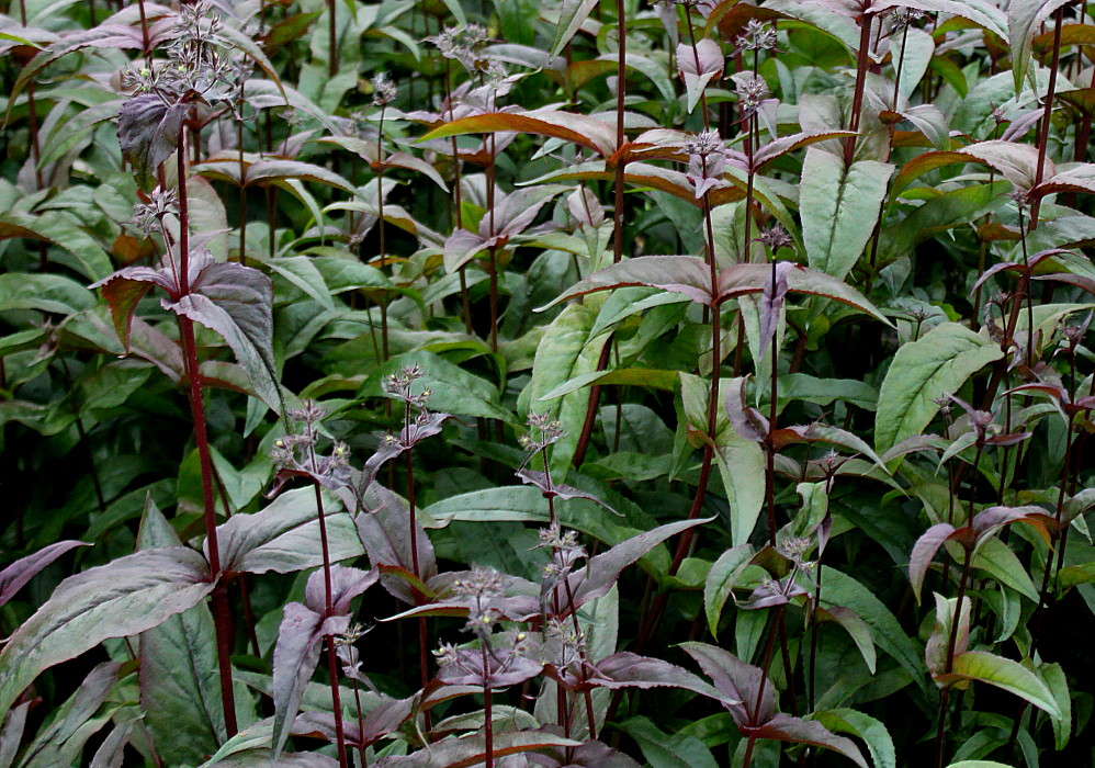 Image of Penstemon digitalis specimen.