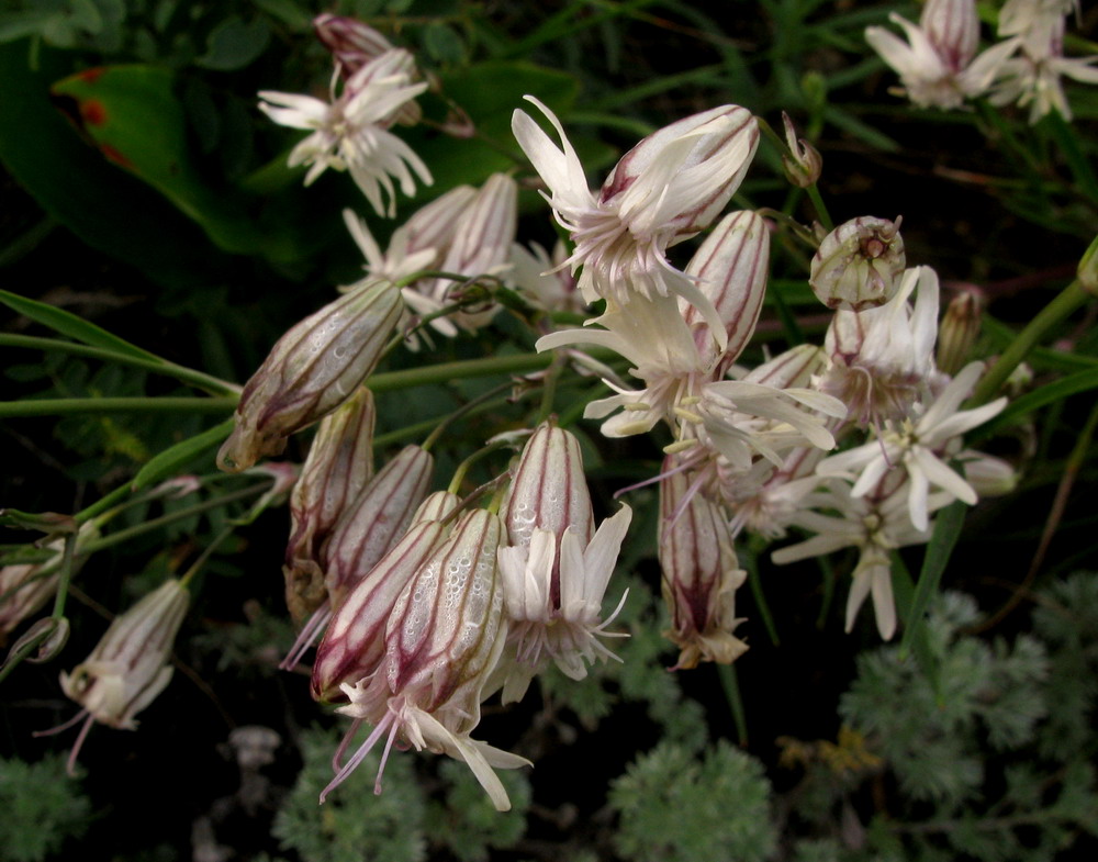 Изображение особи Silene jeniseensis.