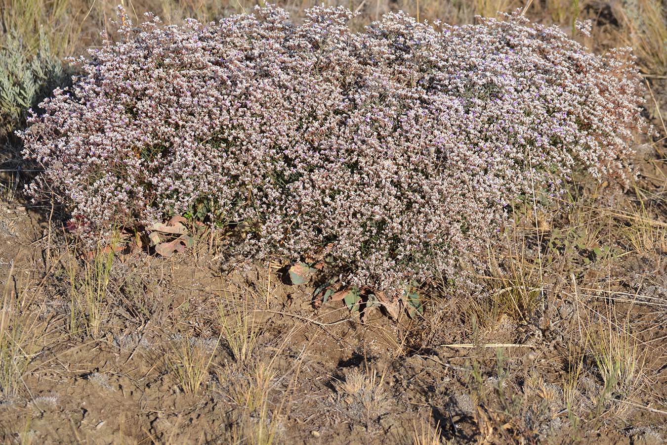 Изображение особи Limonium caspium.