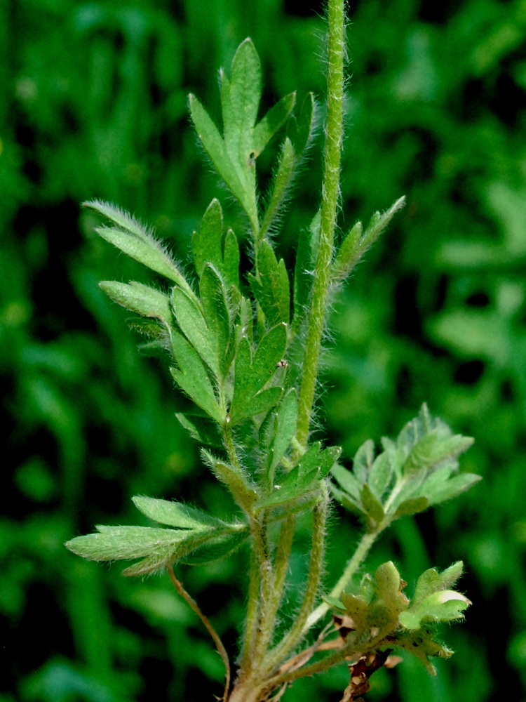 Image of Ranunculus sewerzowii specimen.