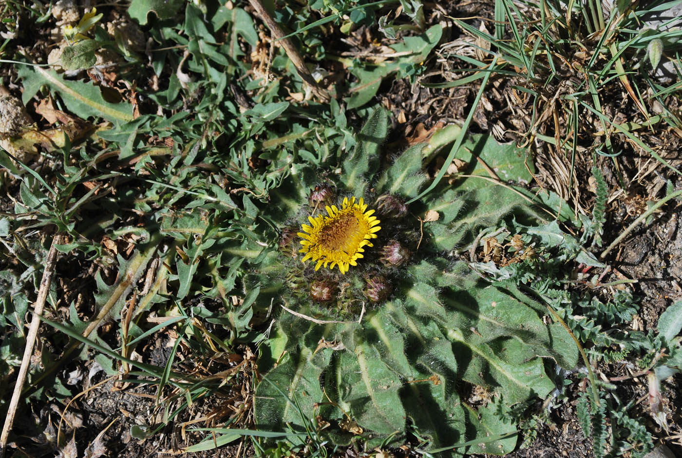 Image of Inula rhizocephala specimen.