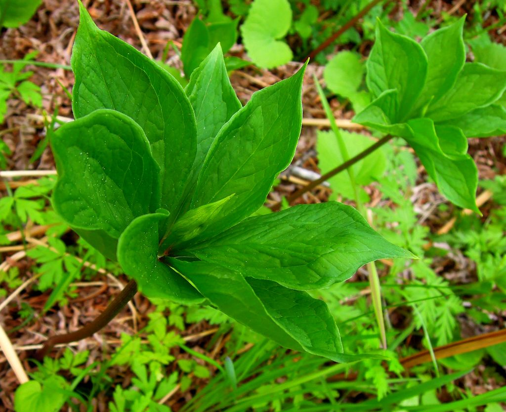 Image of Paris verticillata specimen.