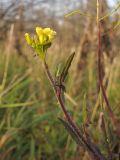 Sisymbrium loeselii. Верхушка побега с соцветием. Краснодарский край, Крымский р-н, окр. хут. Майоровский, пойменный луг р. Абин. 17.11.2013.