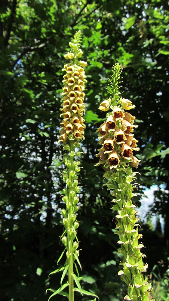 Image of Digitalis schischkinii specimen.