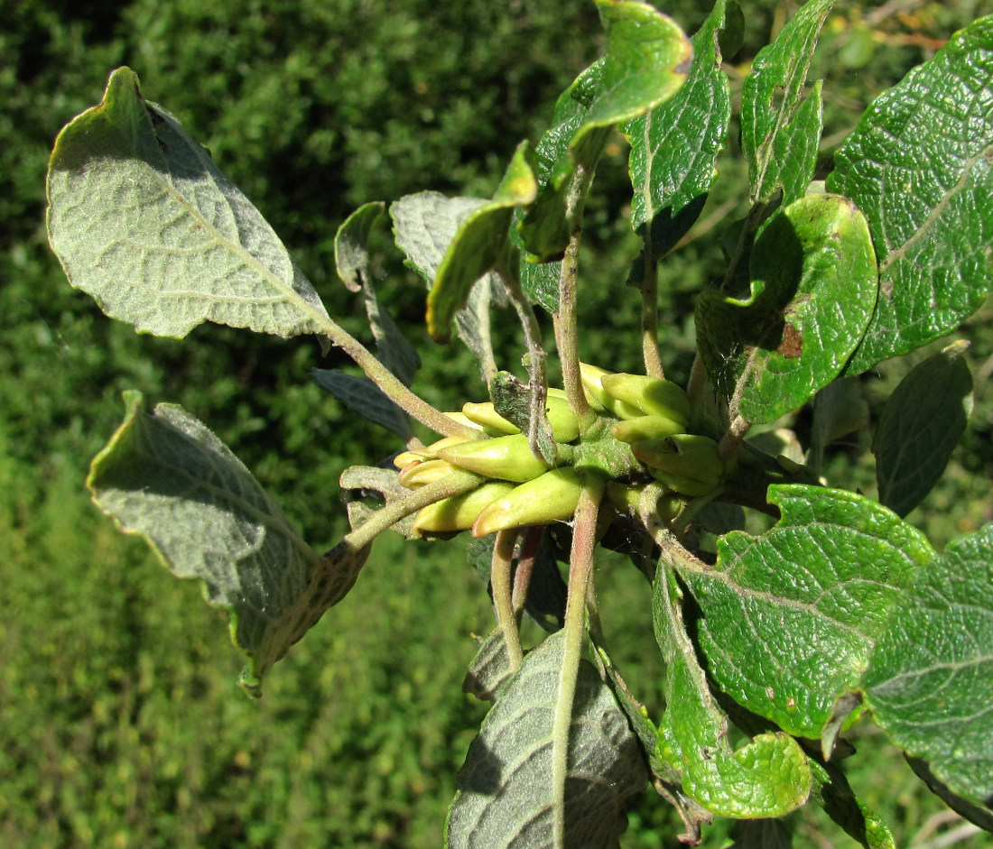 Image of Salix caprea specimen.