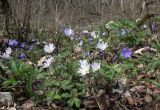 Anemone banketovii