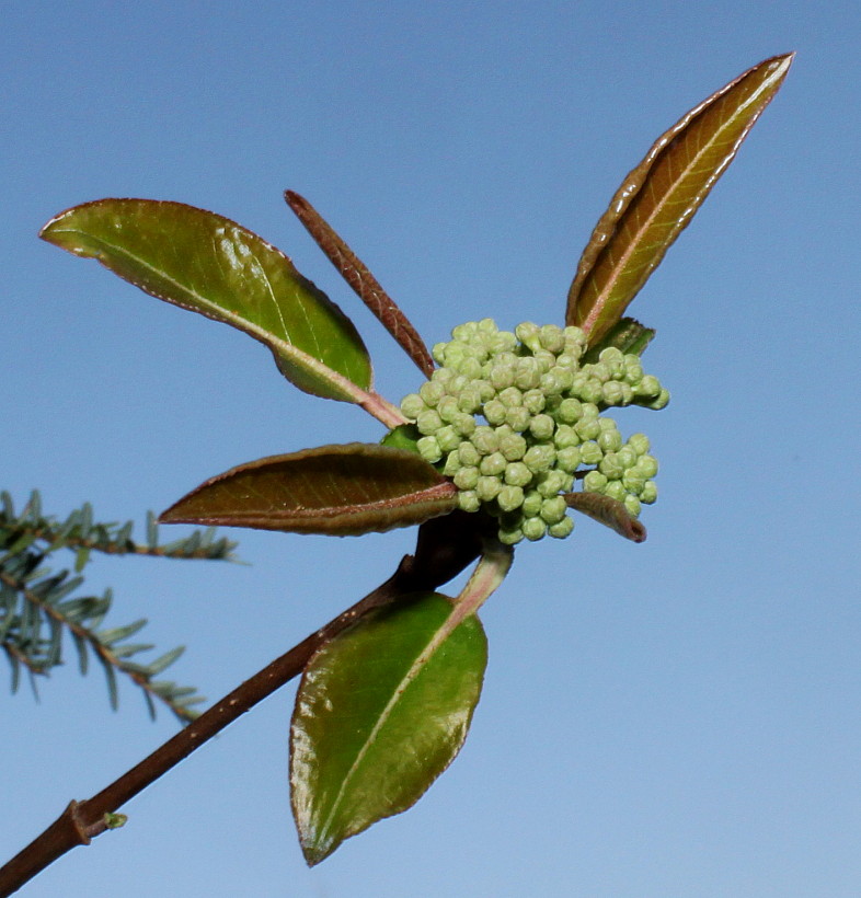 Image of Viburnum prunifolium specimen.