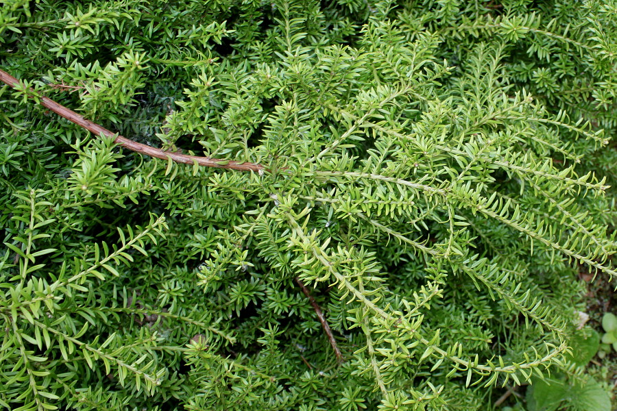 Image of Podocarpus nivalis specimen.