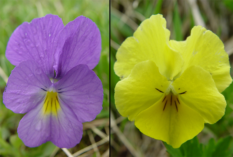 Изображение особи Viola oreades.