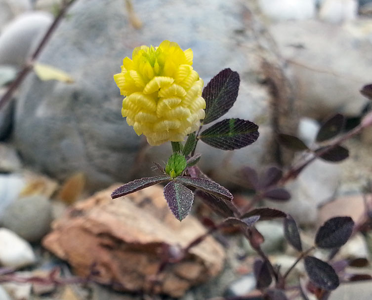 Image of Trifolium campestre specimen.