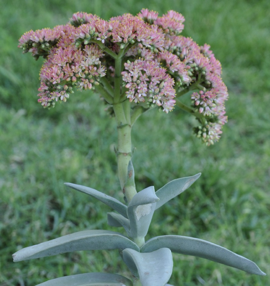 Image of Crassula perfoliata var. minor specimen.