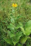 Inula helenium. Цветущее растение. Адыгея, хр. Уна-Коз, луговой склон. 13.08.2008.