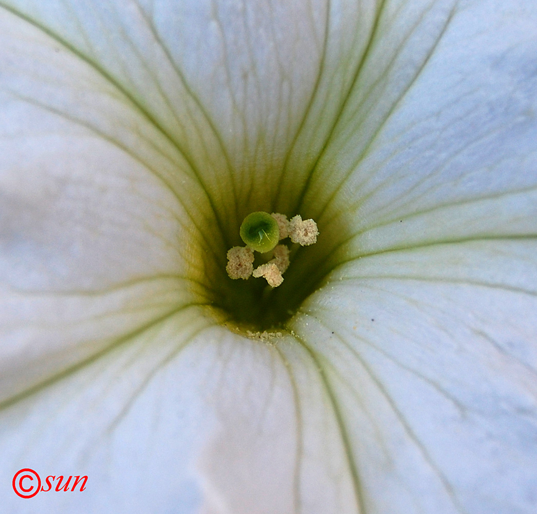 Image of Petunia &times; hybrida specimen.