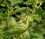 Aristolochia clematitis. Верхняя часть побега с соцветиями. Германия, г. Дюссельдорф, Ботанический сад университета. 02.06.2014.