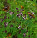 Origanum vulgare