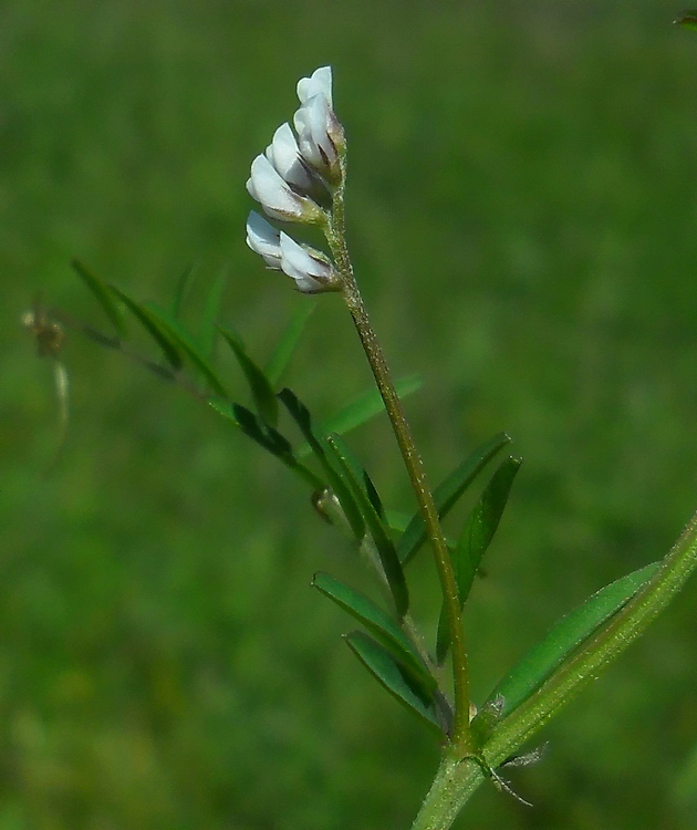 Image of Vicia hirsuta specimen.