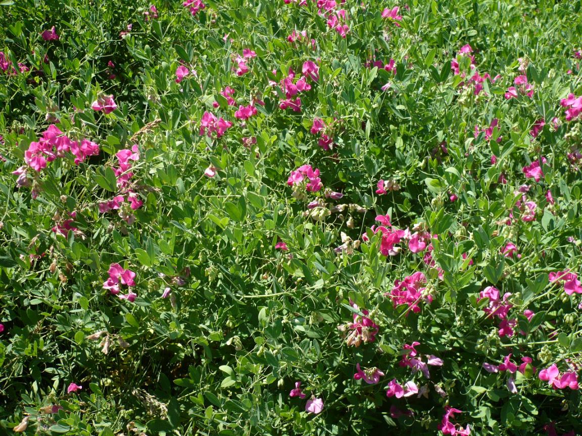 Изображение особи Lathyrus tuberosus.