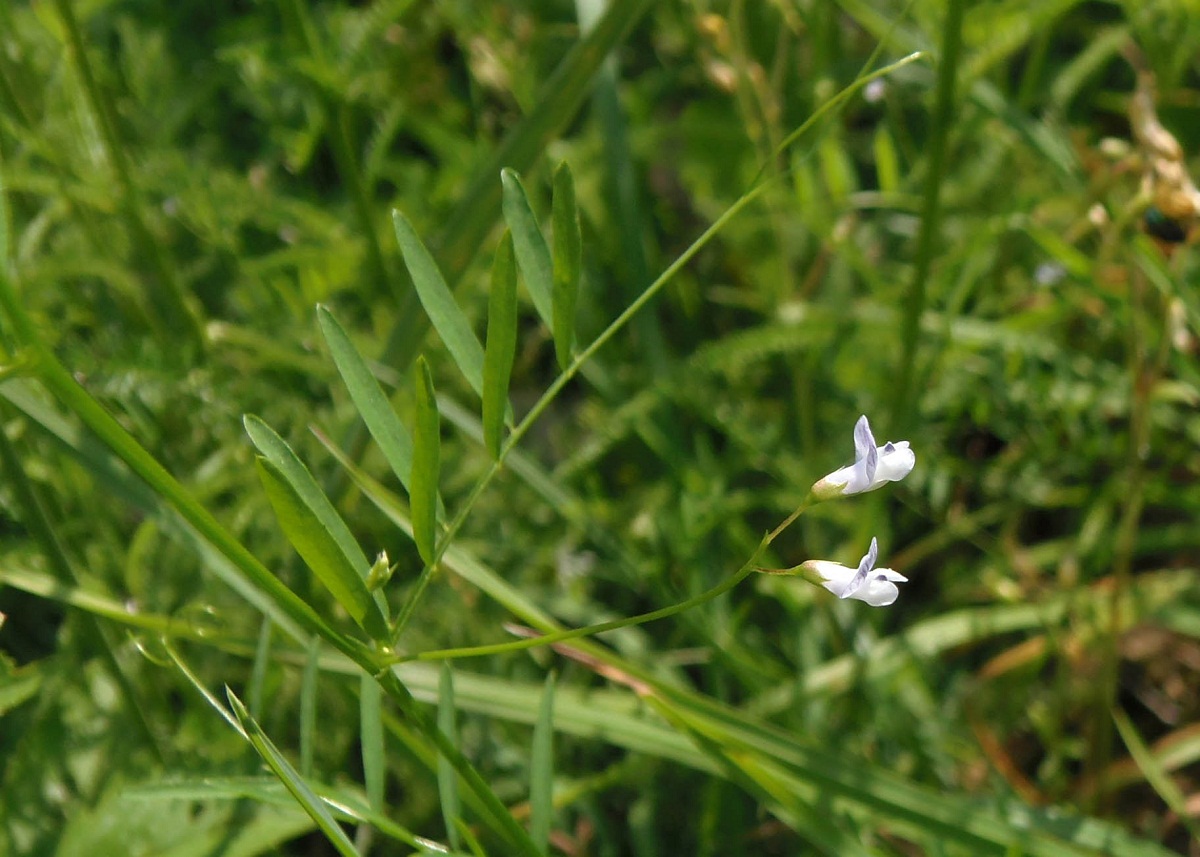 Image of Vicia tetrasperma specimen.