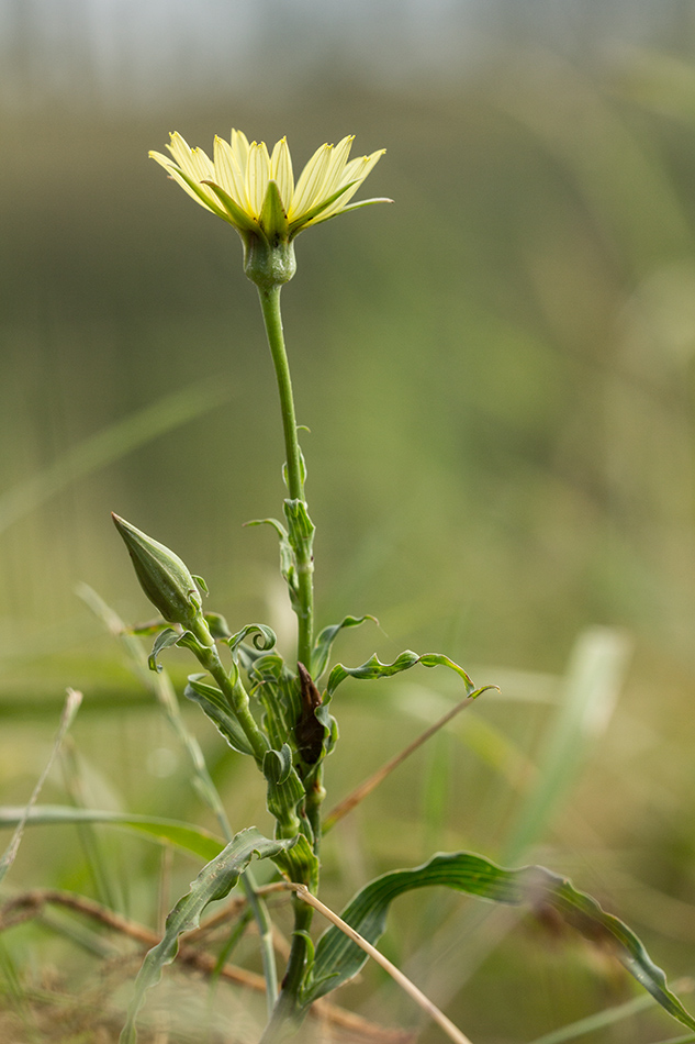 Image of genus Tragopogon specimen.