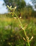 Galium palustre