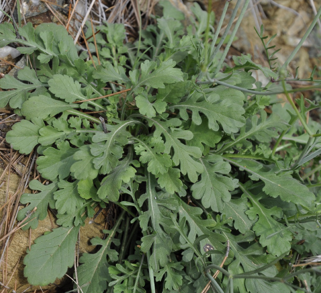 Image of Scabiosa ochroleuca specimen.