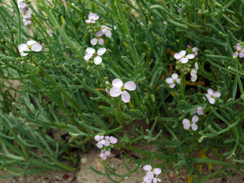 Image of Cakile euxina specimen.