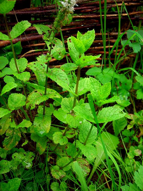 Image of Mentha spicata specimen.