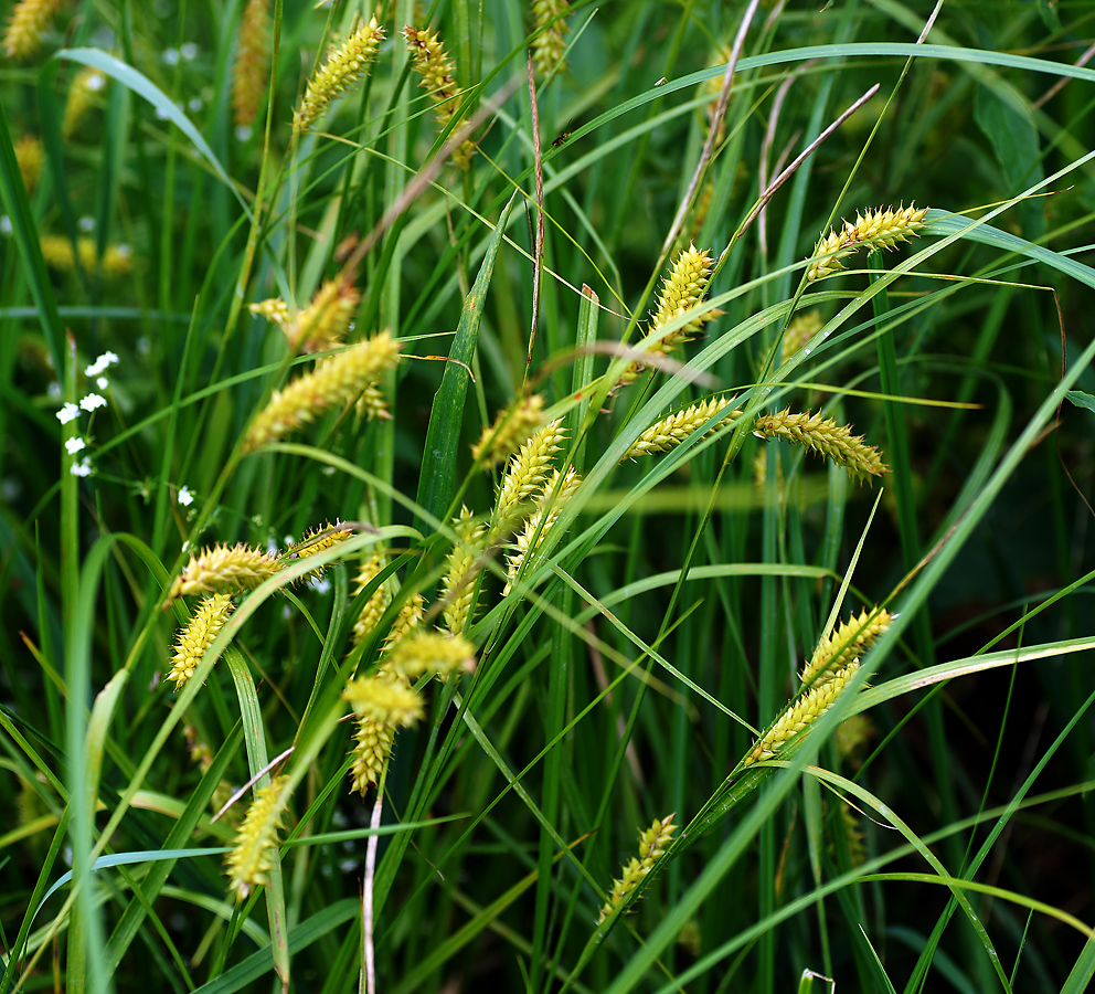 Image of Carex vesicaria specimen.