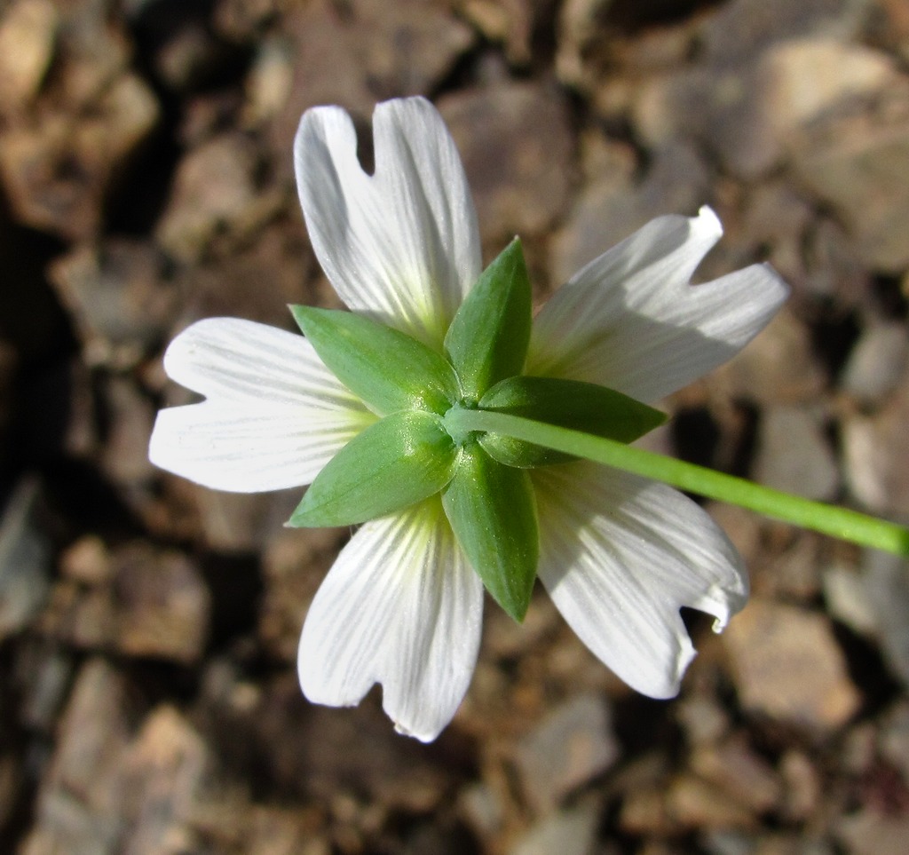 Image of Cerastium davuricum specimen.