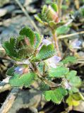 Veronica hederifolia. Цветущее растение. Украина, Луганская обл., Станично-Луганский р-н, Станично-Луганское отделение Луганского природного заповедника, пойма Северского Донца. 25.03.2014.