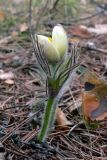 Pulsatilla uralensis. Цветущее растение. Свердловская обл., окр. г. Североуральск, лиственнично-елово-сосновый лес. 11.05.2014.