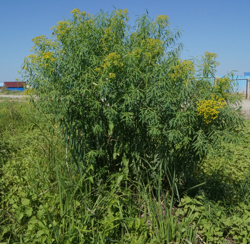 Image of Euphorbia soongarica specimen.