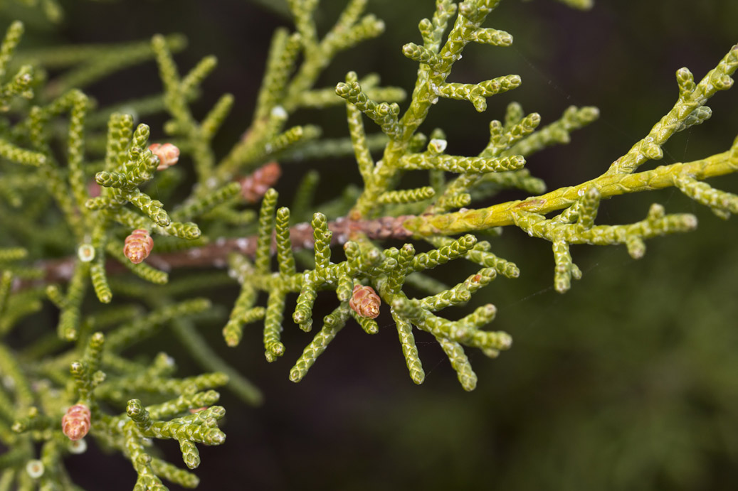 Image of Juniperus phoenicea specimen.