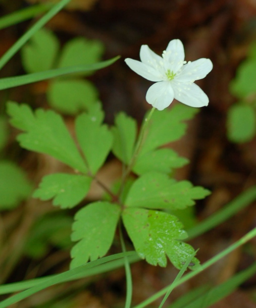 Image of Anemone extremiorientalis specimen.