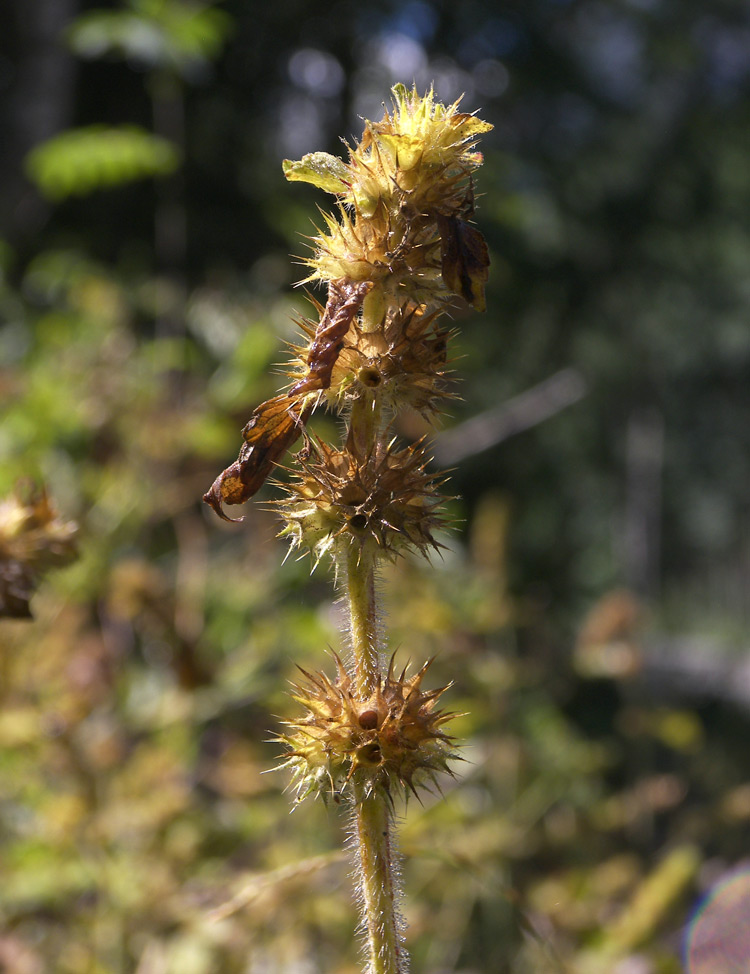 Image of Galeopsis bifida specimen.