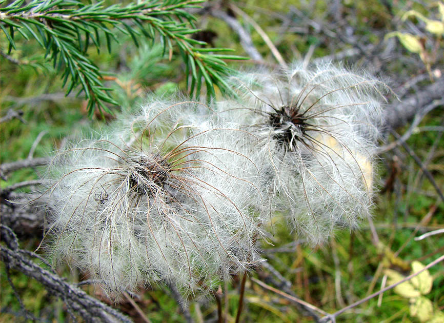 Image of Atragene sibirica specimen.