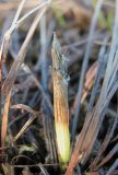 Eriophorum vaginatum. Молодой побег. Окр. Архангельска, болото. 23.04.2011.