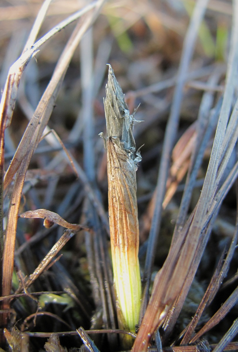 Image of Eriophorum vaginatum specimen.