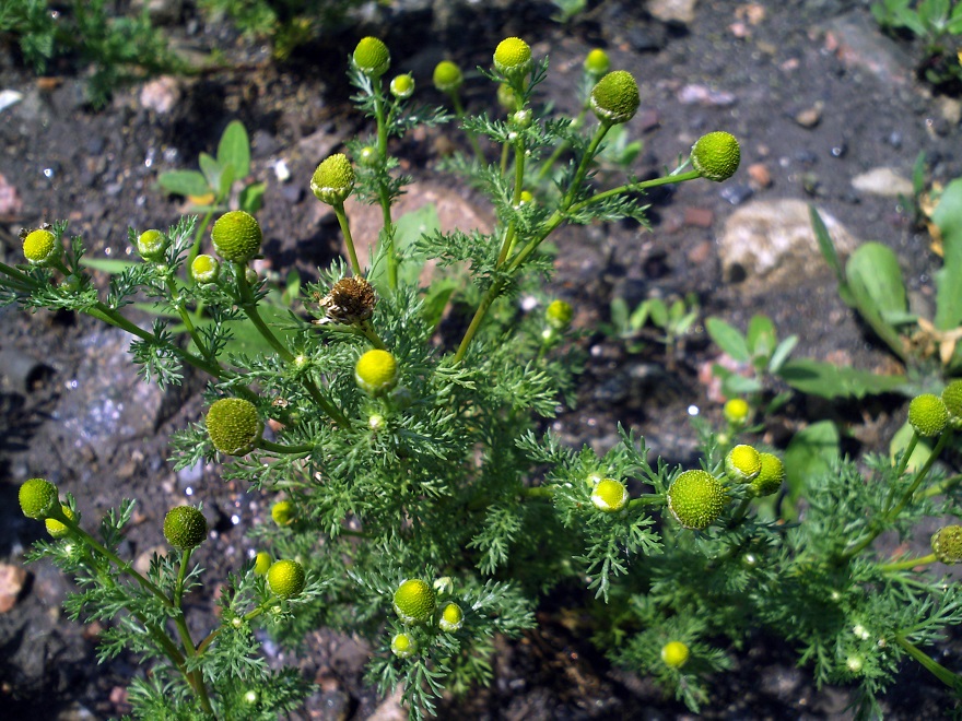 Image of Matricaria discoidea specimen.