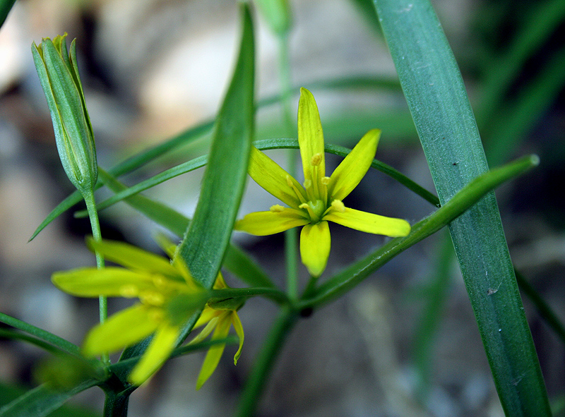 Image of Gagea lutea specimen.