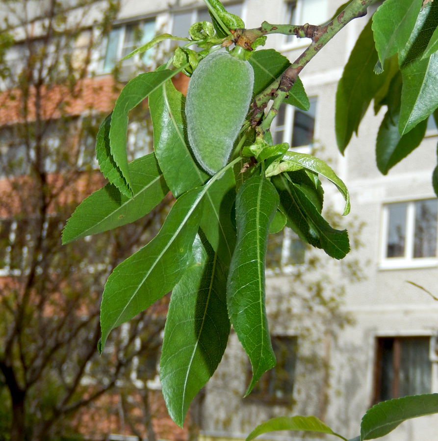 Image of Amygdalus communis specimen.