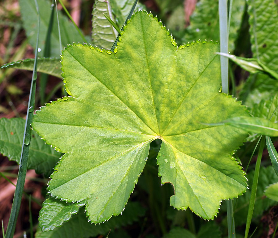 Image of Alchemilla glabricaulis specimen.