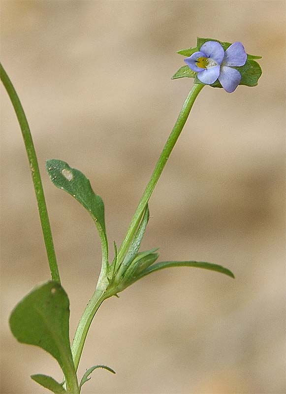 Изображение особи Viola occulta.