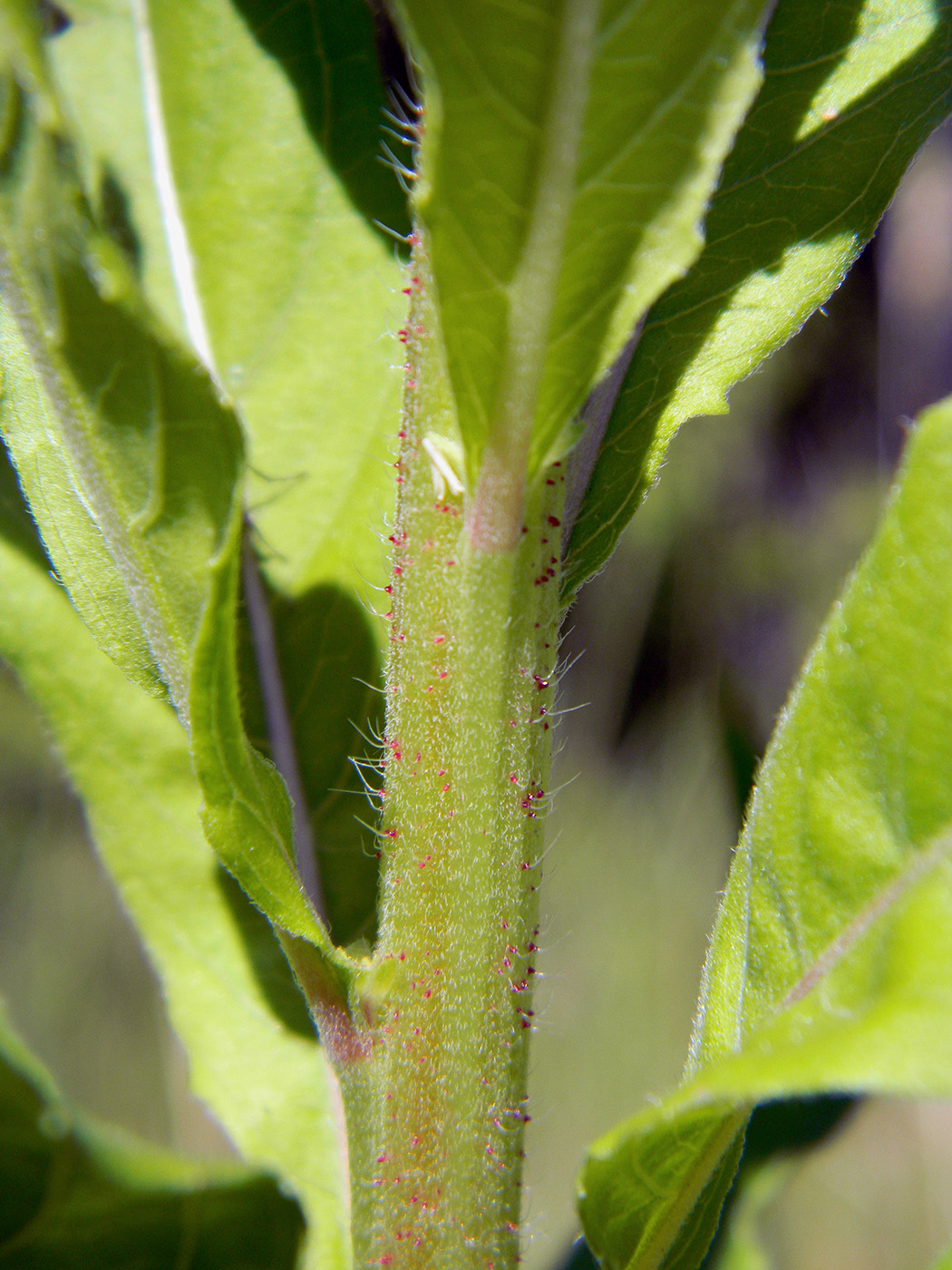 Image of Oenothera rubricaulis specimen.